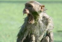 Top 10 Times A Monkey Took A Human Life