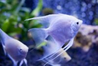 10 Best Aquarium Fishes for Beginners