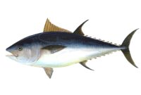 Top 10 Biggest Fish in the World