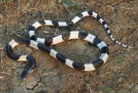 The top 10 deadliest snakes in the world