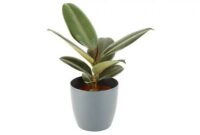 Top 10 Best Air Purifying Indoor Plants