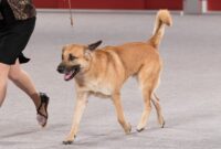 Top 10 unique and rare dog breeds you’ve never heard of