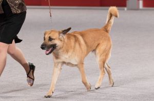 Chinook Dog