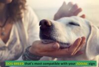 12 Dogs of the Zodiac – Which one is yours?