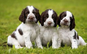 English Springer Spaniel