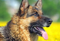 Top 10 Dangerous Dog Breeds Most Likely to Turn on Their Owners