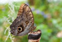 Most Beautiful Butterflies: Top 10 Fascinating and Unusual Butterflies