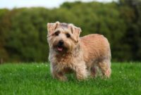 How to Introduce Your Dog to Your Other Pets