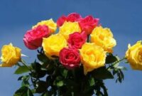 Top 10 Most Beautiful Rose Flowers