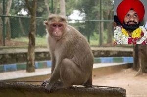 Monkeys Killed The Deputy Mayor Of New Dehli, India