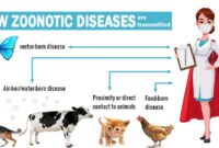 Top 10 most common zoonotic diseases