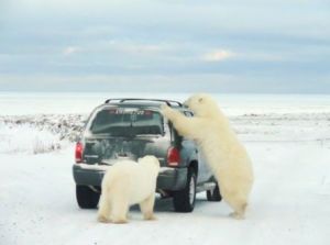 Polar Bears of Churchill