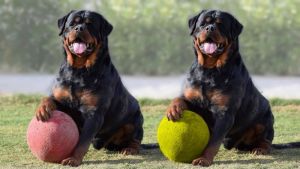 Rottweiler