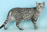 Top 10 curiosities about cats in the ancient Egypt