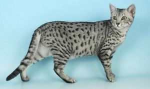 The Egyptian cats weren’t like our cats