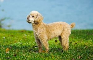 Poodle