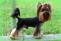 Top 10 Smallest Dog Breeds in the World Top 10 Smallest Dog Breeds in the World